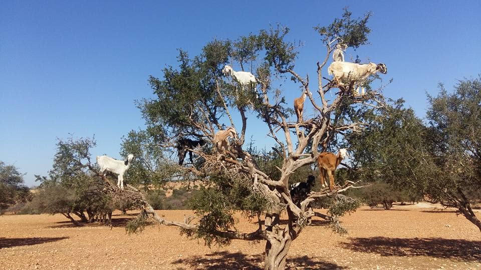 goats in argan tree